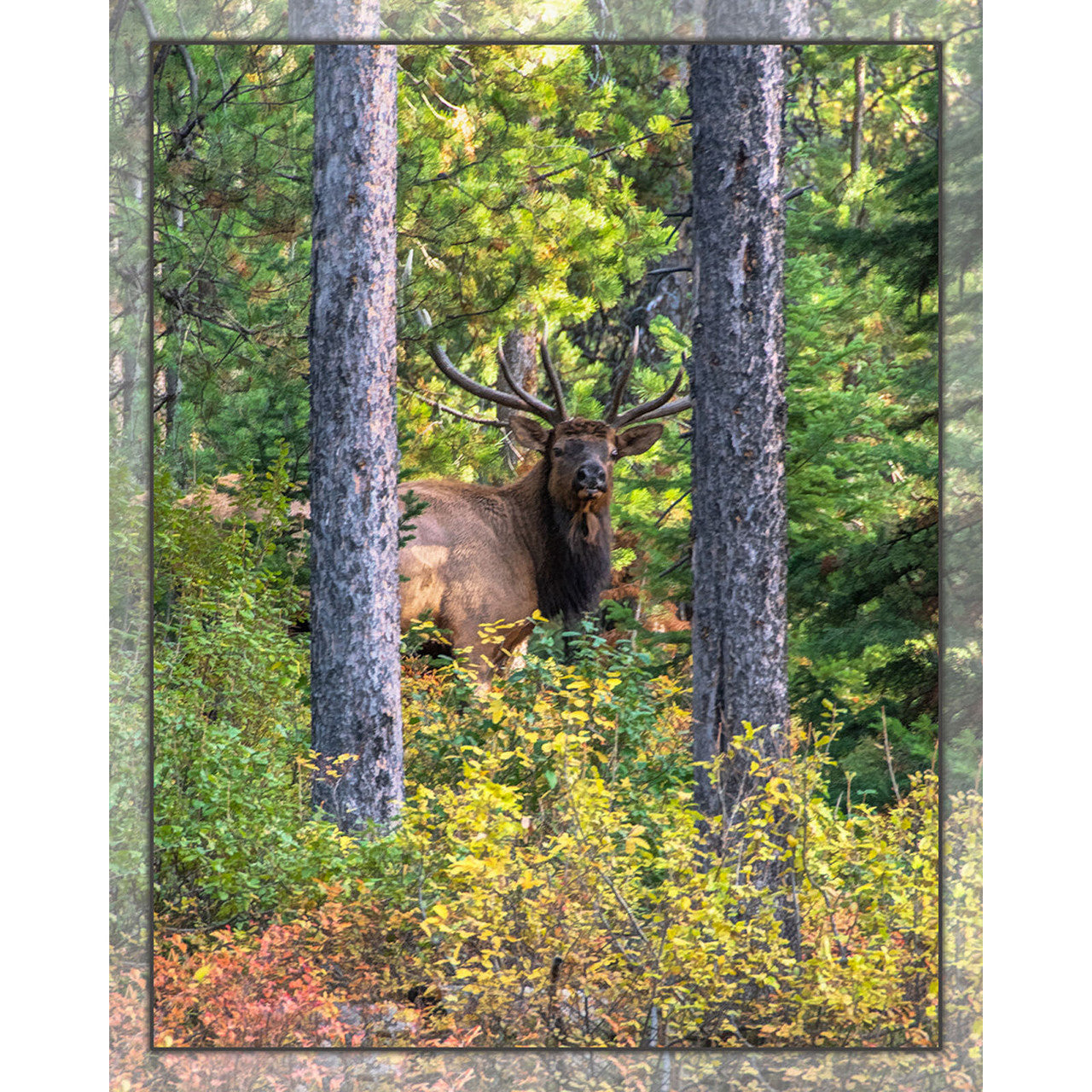 Elk in the Woods | Panel